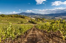 Brunello 2014 report