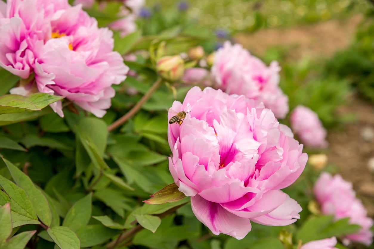 pink peony