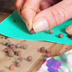 Scarifying seeds by filing them with sandpaper