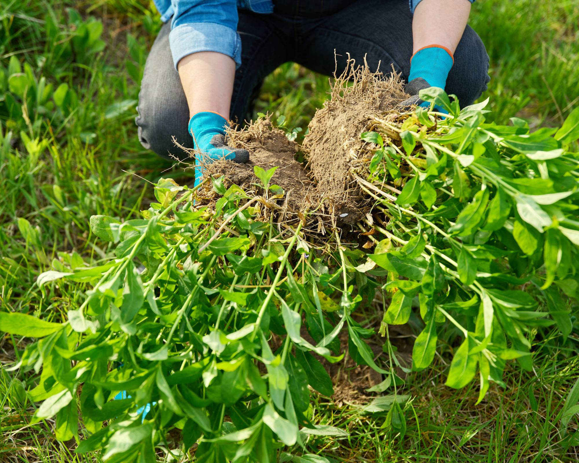 Gardener dividing sedum plants for more free plants