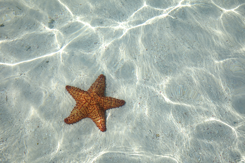 starfish