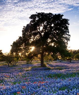The sun shining through an oak and field of bluebonnets in Marble Falls, Texas, United States