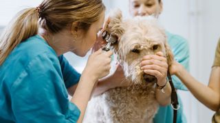 Woman vet looking after a dog