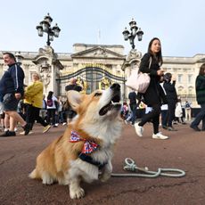 A corgi dog sits outside of Buckingham Palace in London on September 11, 2022, three days after her Majesty's death. - King Charles III pledged to follow his mother's example of "lifelong service" in his inaugural address to Britain and the Commonwealth on Friday, after ascending to the throne following the death of Queen Elizabeth II on September 8.