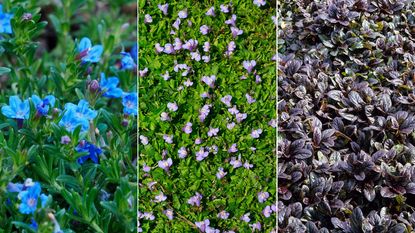 Lithodora diffusa; Mazus reptan; Ajuga reptans