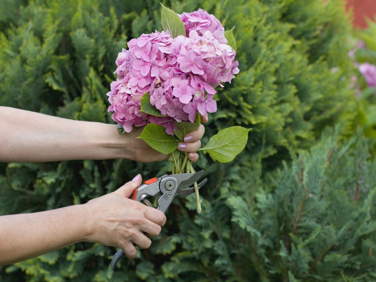 Person Cutting Hydrangea Flowers