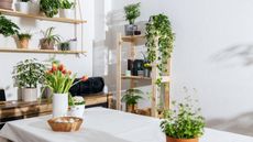 Modern kitchen with wood shelves and houseplants