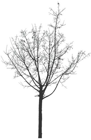Detailed vector tree silhouette by Neubau Berlin