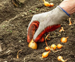 A hand planting onion sets in the soil