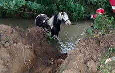 river-pony.jpg