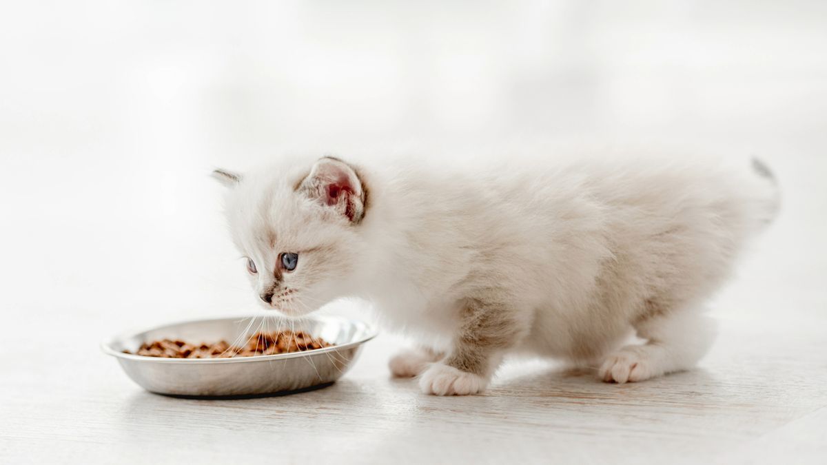 White ragdoll kitten eating wet food from a bowl