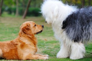 Old English Sheepdog Made With Timber and Genuine Sheepskin. 