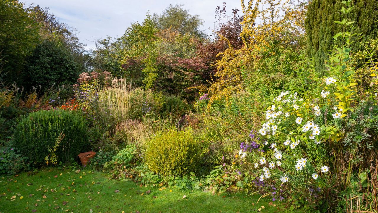 A garden with a border with mixed planting, shrubs, perennials and annuals, late flowers, changing leaf colors, and a green lawn