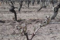 Frost inLoire vineyards