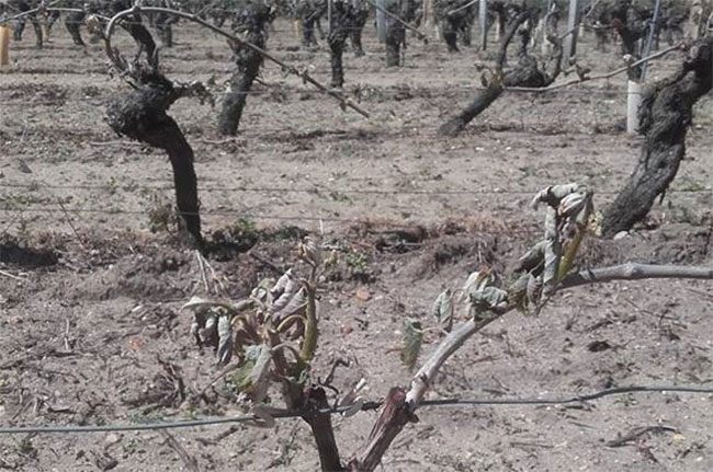 Frost inLoire vineyards