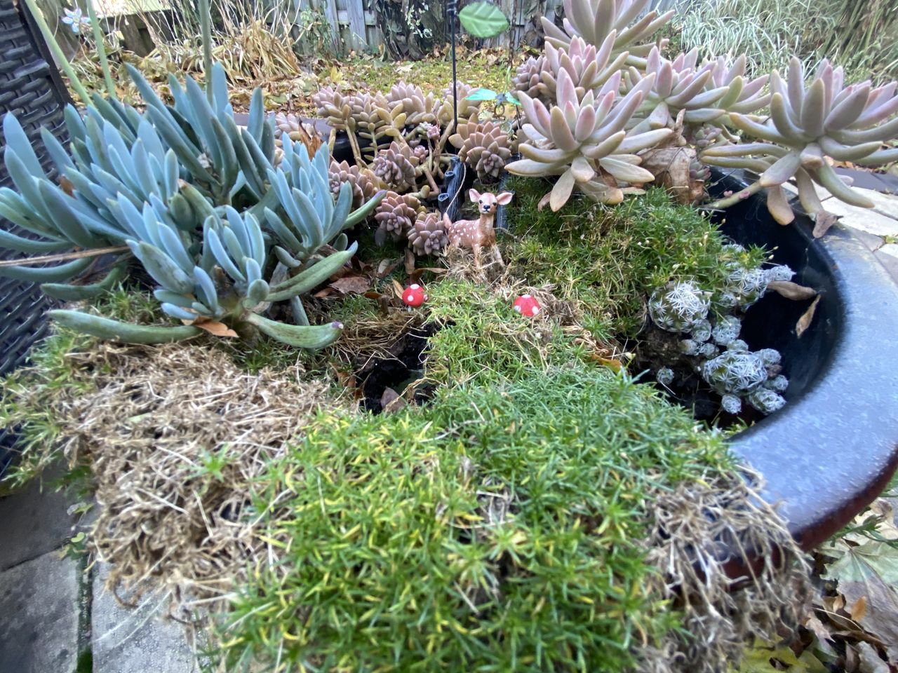 iPhone 12 vs. iPhone 11 - iPhone 11 camera sample