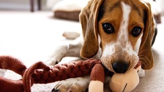 Puppy chewing on a toy