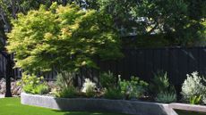 A garden with a cement border and bench beside an elevated garden featuring a maple, textured grass and small plants