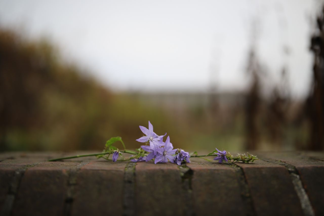 Canon EOS 6D Mark II with Sigma 40mm f/1.4 DG HSM Art, 1/250 sec at f/1.4, ISO100