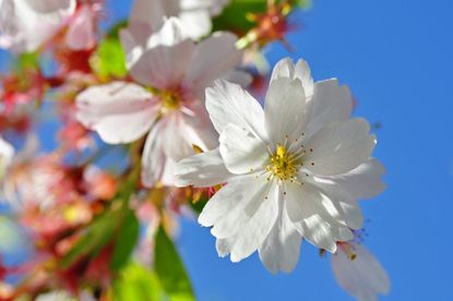Flowering Ornamental Cherry Tree