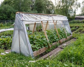 greenhouse for cucumbers in the garden