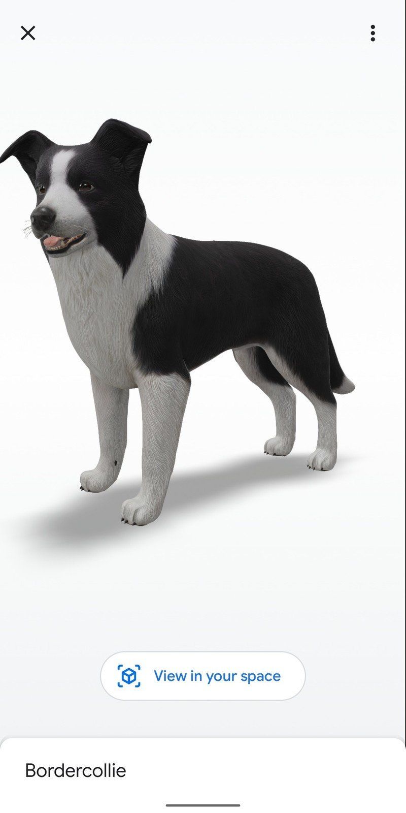 Bordercollie