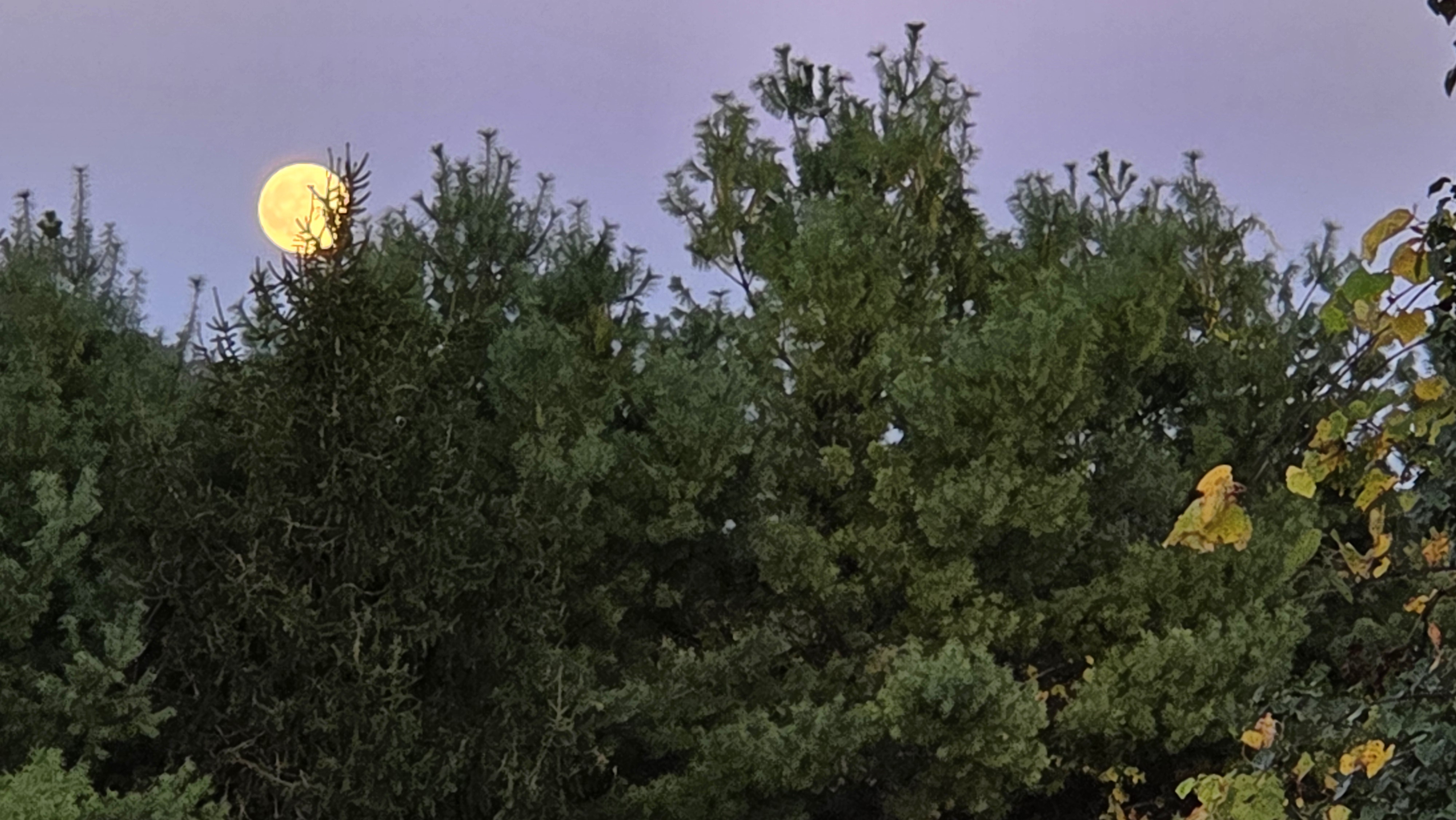 Samsung Galaxy Z Fold 7 camera image samples