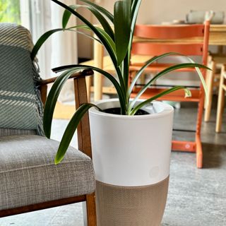 dupray bloom air purifier in a kitchen by a chair