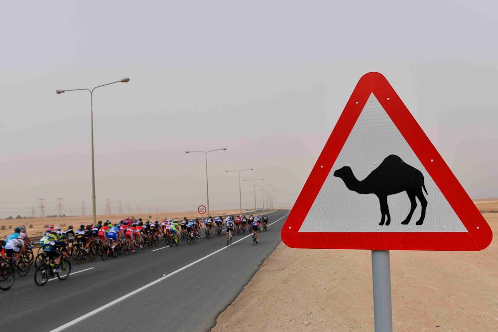 Riders must be on the look out for camels in Qatar.