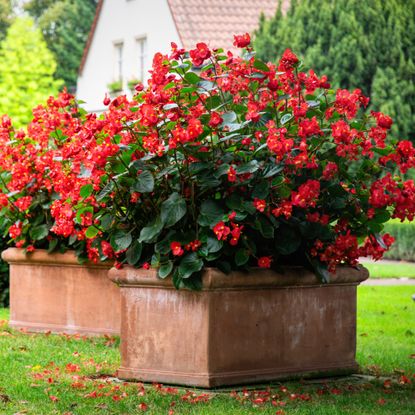 planters in yard full of begonias