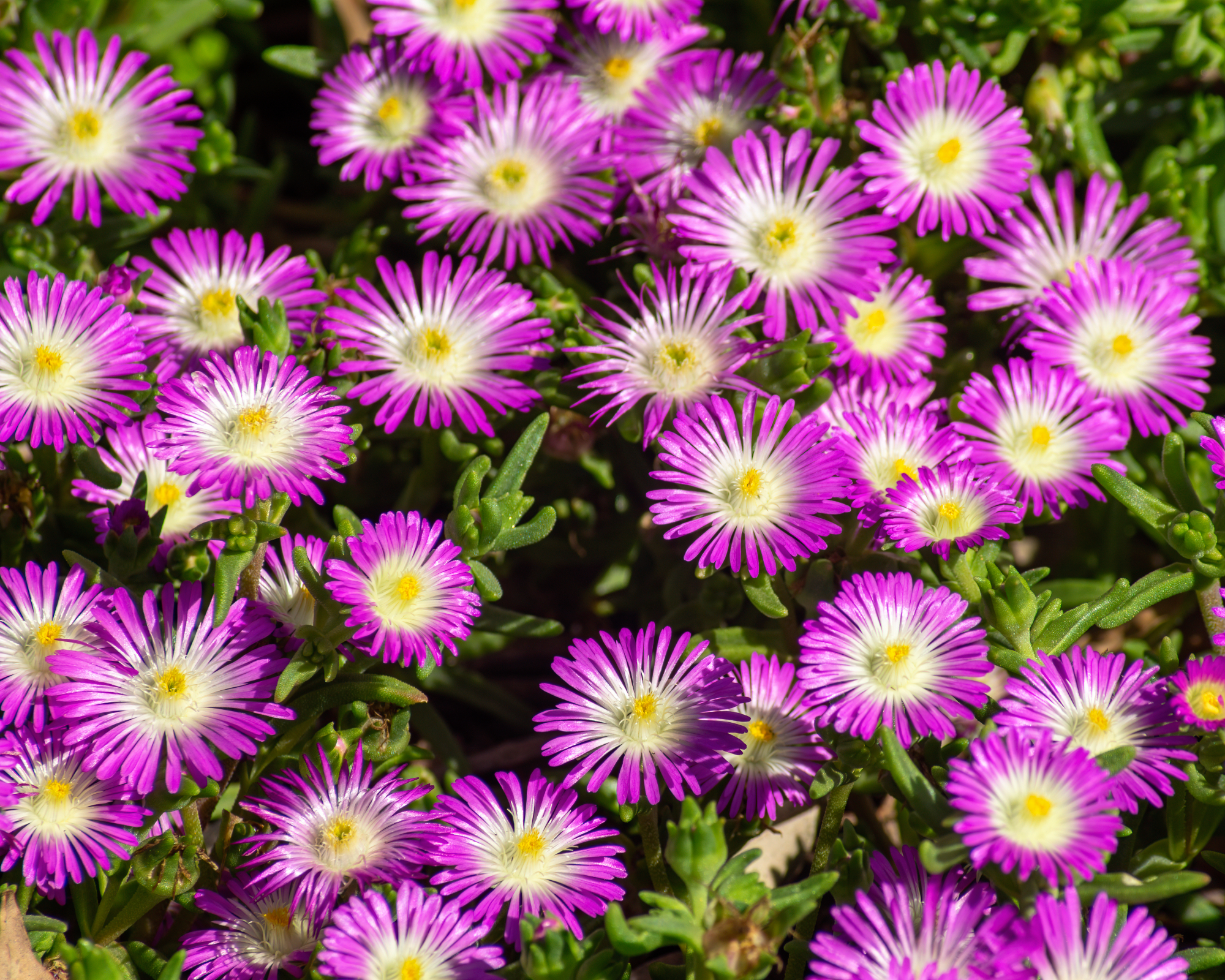 Delosperma floribunda, commonly known as ice plant