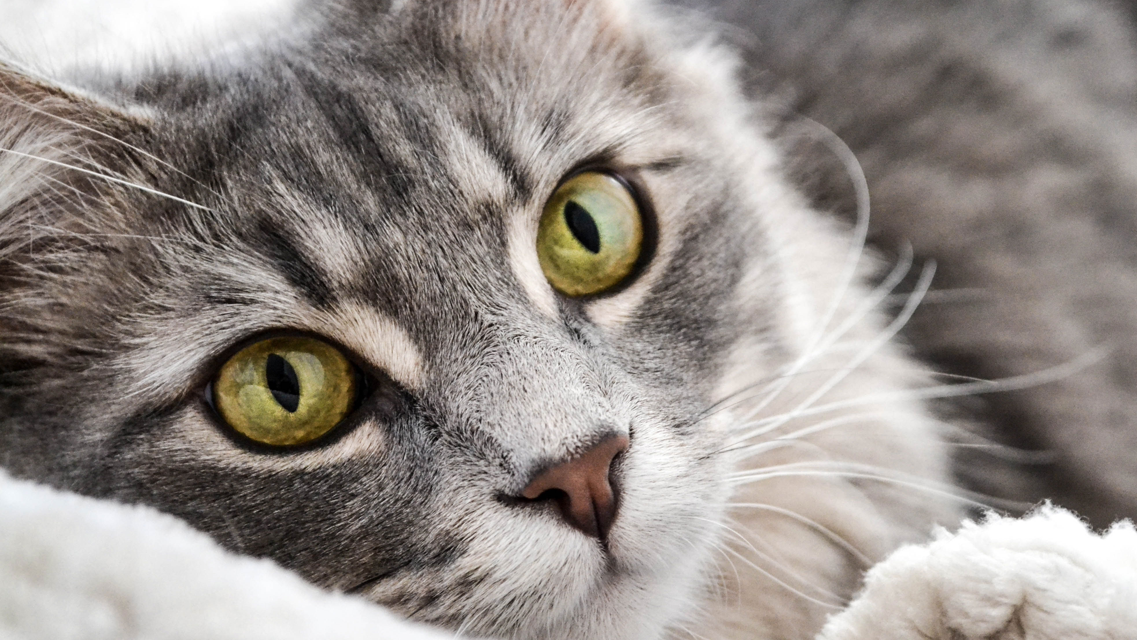 Close up of a cat's face, focusing on the eyes