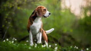 Beagle