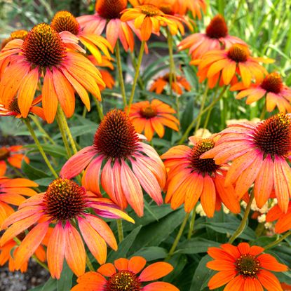coneflower plants growing with cluster of orange flower heads