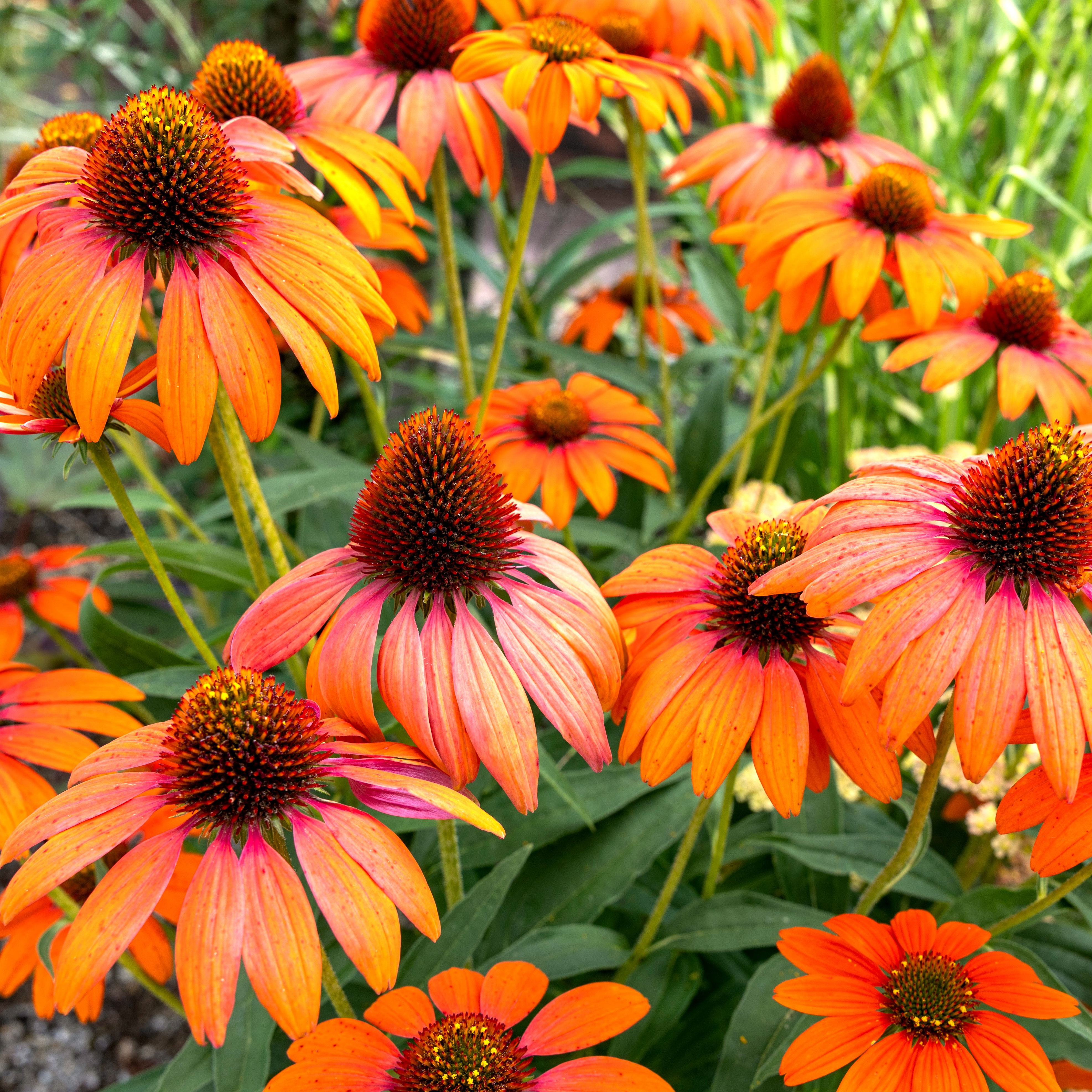 coneflower plants growing with cluster of orange flower heads