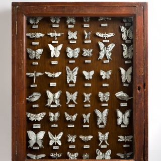 wooden showcase with butterfly