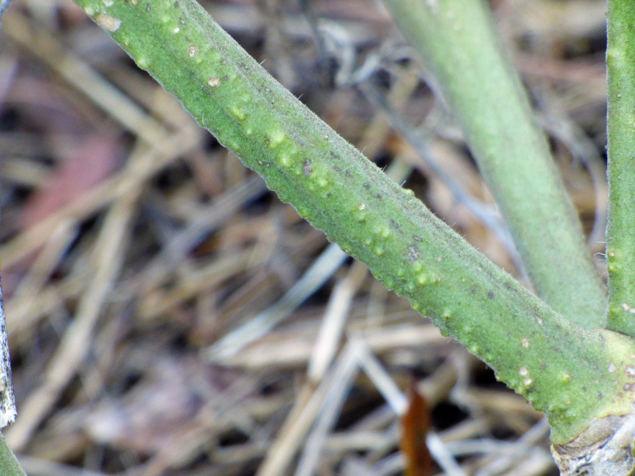 Bumpy White Growths On Tomato Plant Stems