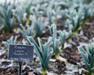 se up of leeks growing in the garden in winter at Le Manoir aux QuatSaisons, Oxfordshire