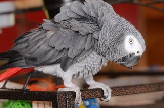 African Grey Parrot