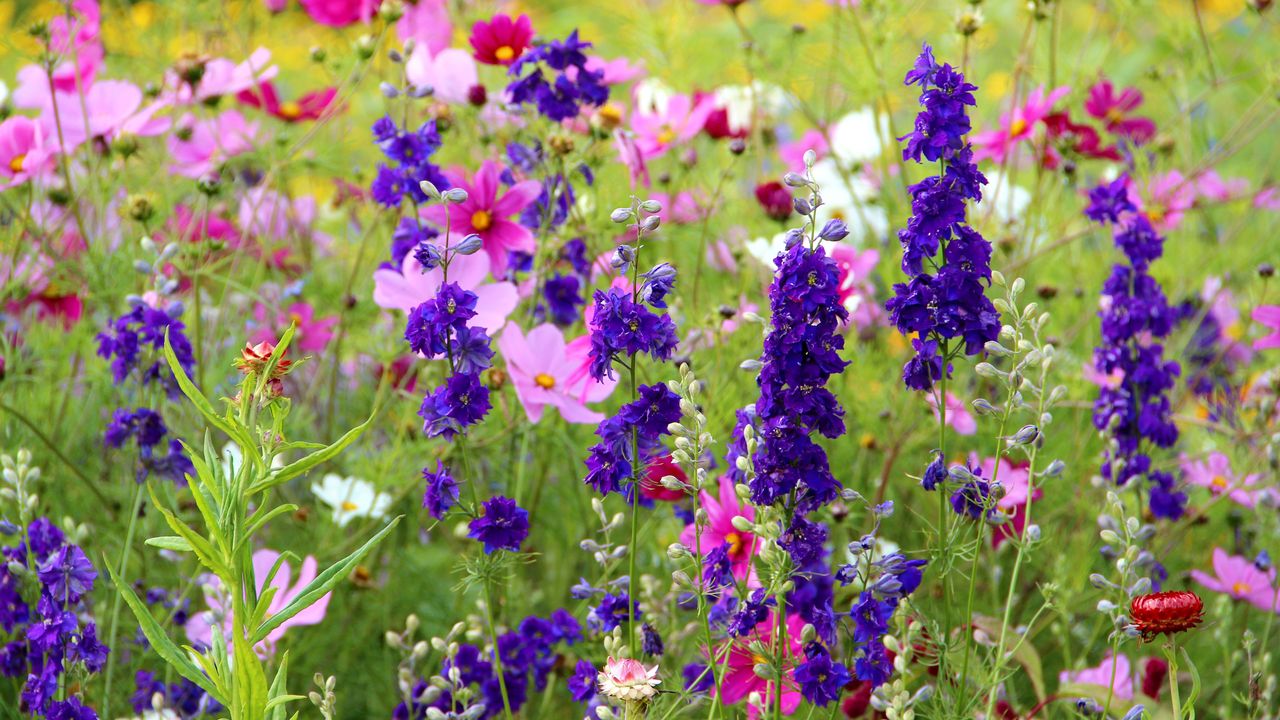 salvia and cosmos among other flowers