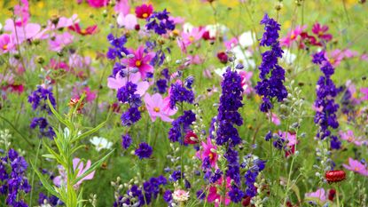 salvia and cosmos among other flowers
