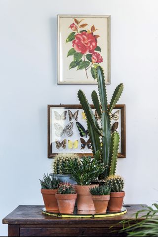 Large cactus standing in front of vintage botanical prints