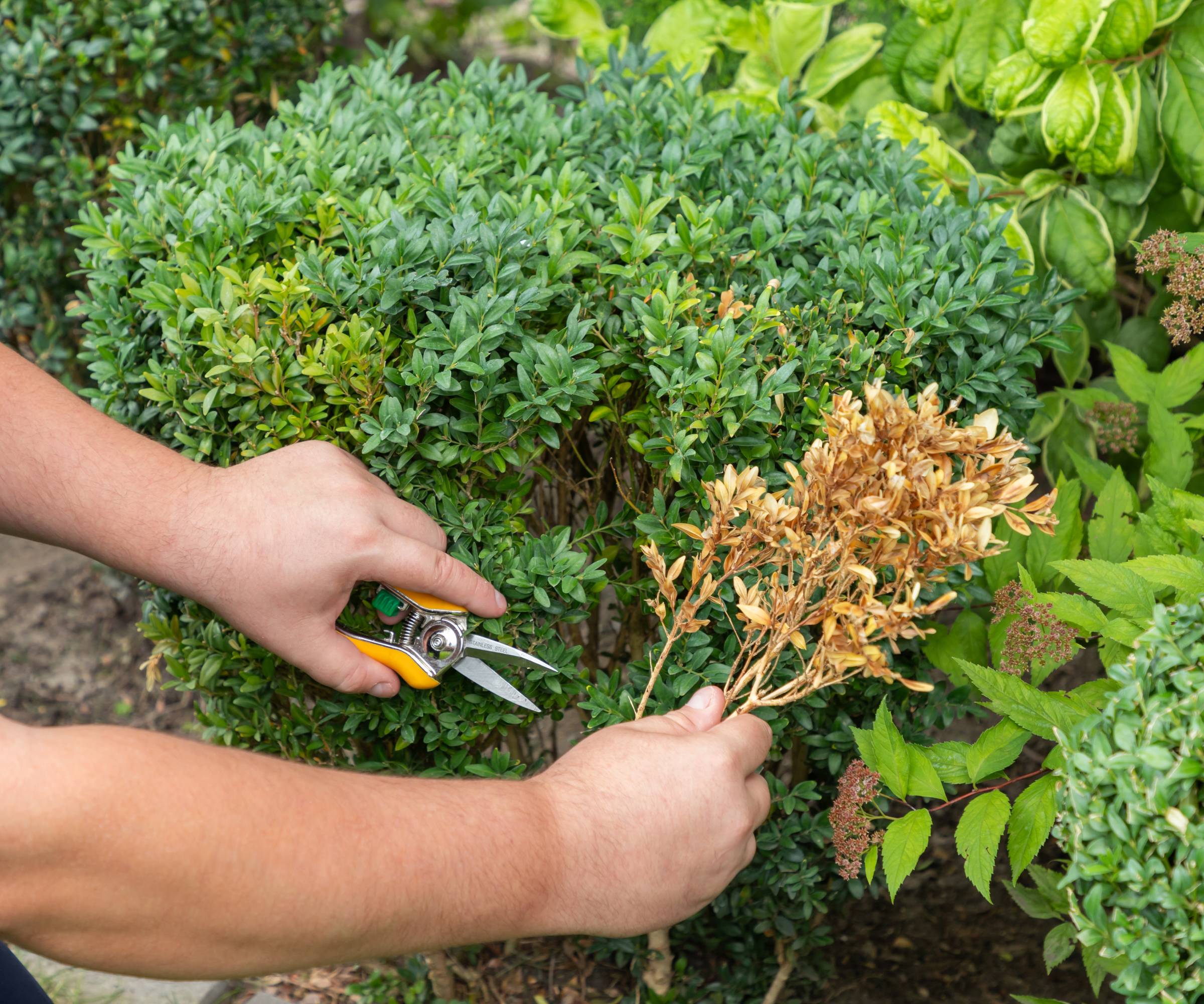 Hands using pruning snips to remove dead yellowing foliage from a boxwood