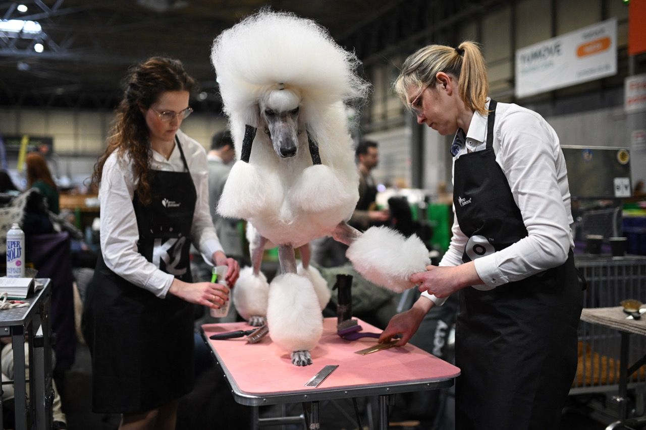 Groomers prepare white poodles with elaborate show clips, sculpted pom-poms and dramatic topknots backstage and beside the ring at grooming competitions.