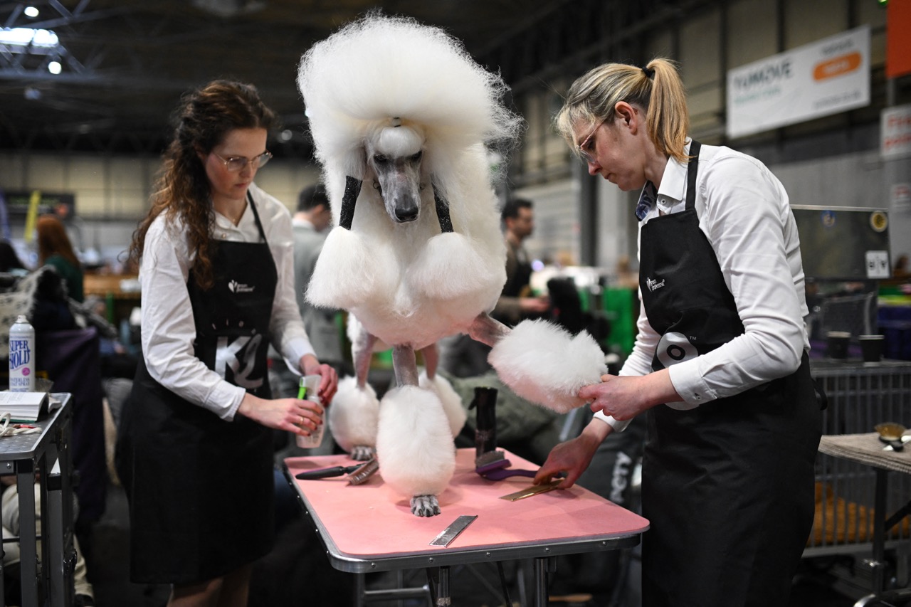 Groomers prepare white poodles with elaborate show clips, sculpted pom-poms and dramatic topknots backstage and beside the ring at grooming competitions.