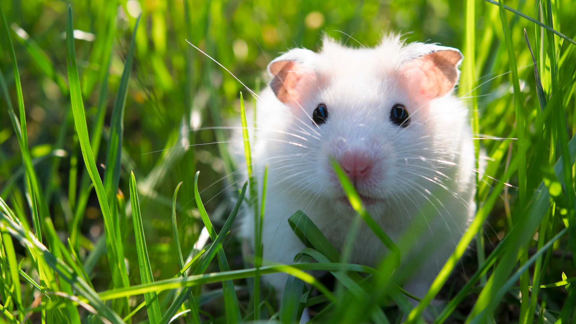 Chinese white hamster