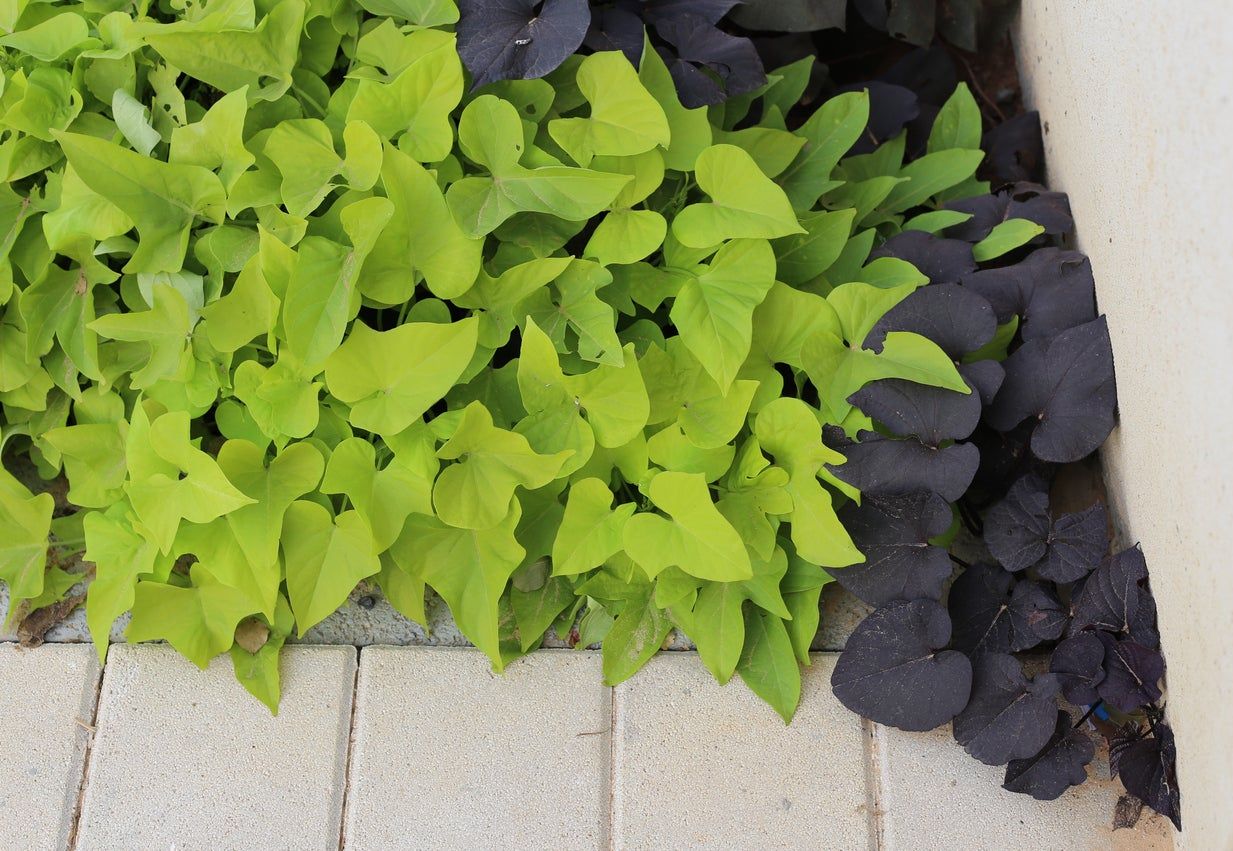 ornamental sweet potato