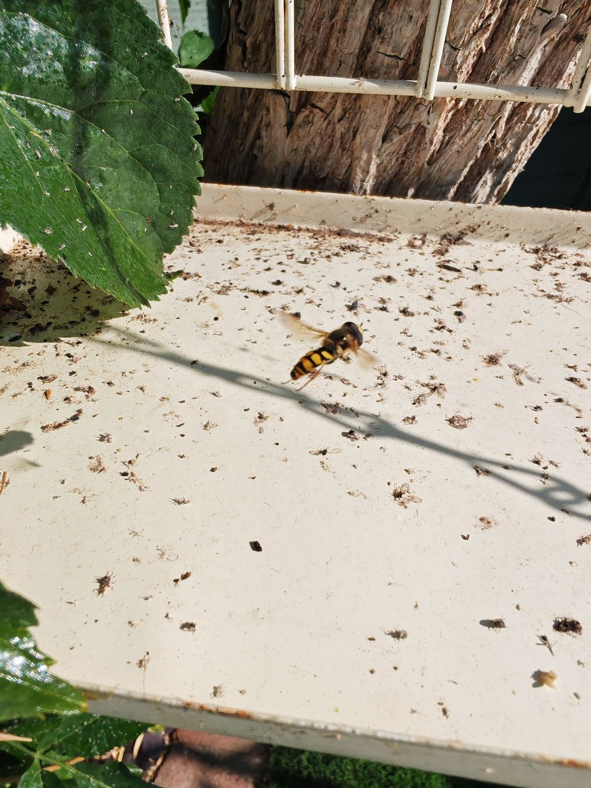 Honor 400 Pro sample images