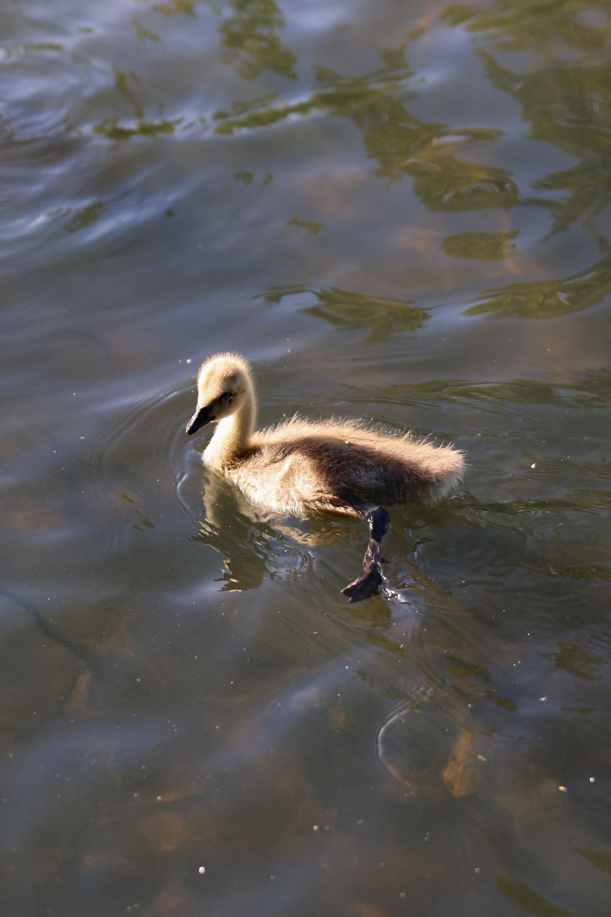 A photo of a bird taken on a Canon EOS R6 Mark III