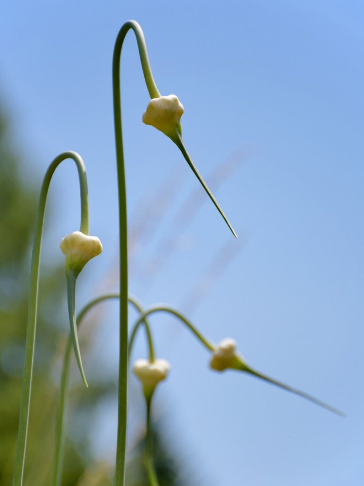 Needle-Like Bulbil Plants